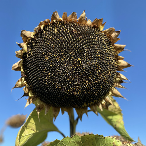 СУВЕКС - KWS SAAT SE & Co. KGaA